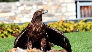brown eagle on grass photography HD wallpaper